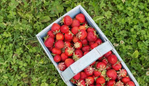 Superior Two-Bedroom Cottage
