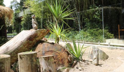 Meerkat Family Suite