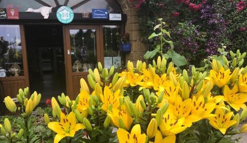 Family Room (4 Adults)