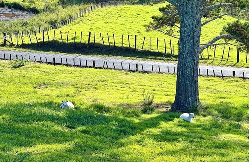Waitakere Other | Rural paradise 30 mins from city