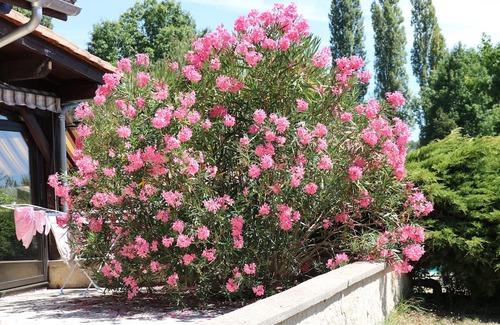 Bergerac House | Belle Maison de Famille Avec Piscine Dans son Écrin de Verdure Proche de Tout