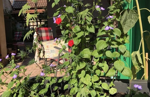 Lengfurt House | Wine farmer's house Fischergasse 1