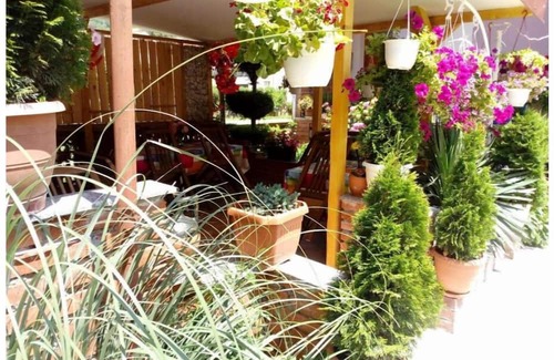 Pestani Apartment | Lile Pestani Junior Suite with Garden View