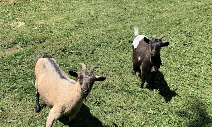 Pierrefontaine-les-Varans Ski Chalet | Magnifique Chalet Tout Confort Avec vue sur la Nature Dans un Endroit Très Calme