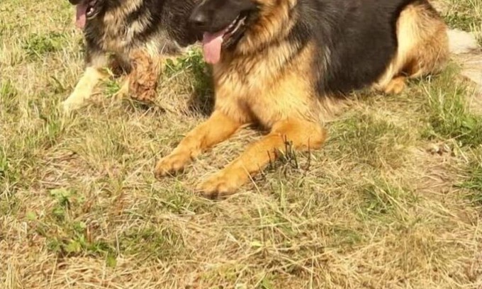 Osterburg Apartment | Hexenhäuschen Four-Side-Ranch